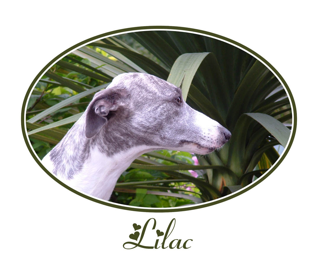 Lilac